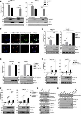 SARS-CoV-2 Membrane Glycoprotein M Triggers Apoptosis With the Assistance of Nucleocapsid Protein N in Cells